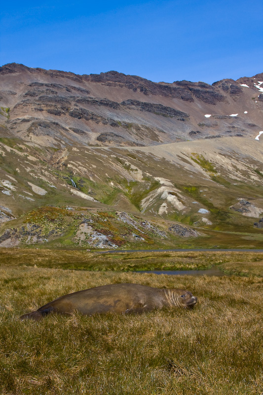 Southern Elephant Seal